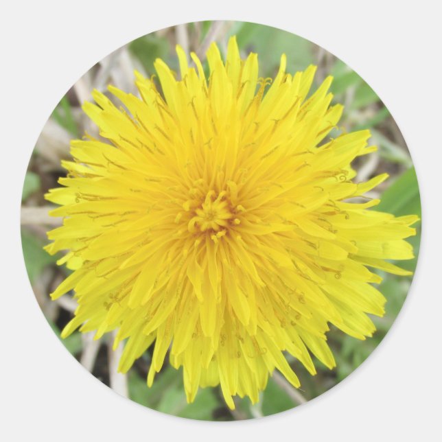 Proud Dandelion Flower Classic Round Sticker (Front)