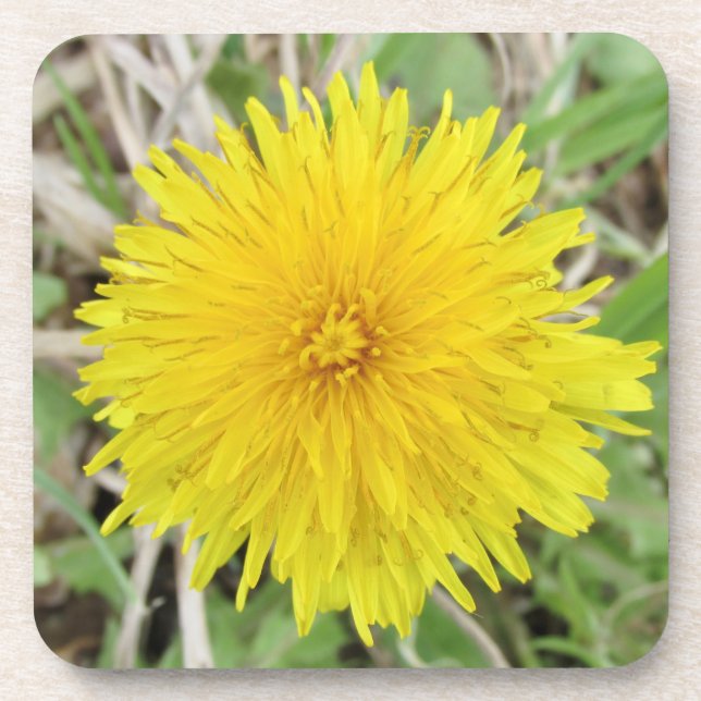 Proud Dandelion Flower. Coaster (Front)