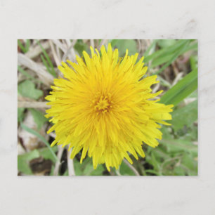 Proud Dandelion Flower. Postcard