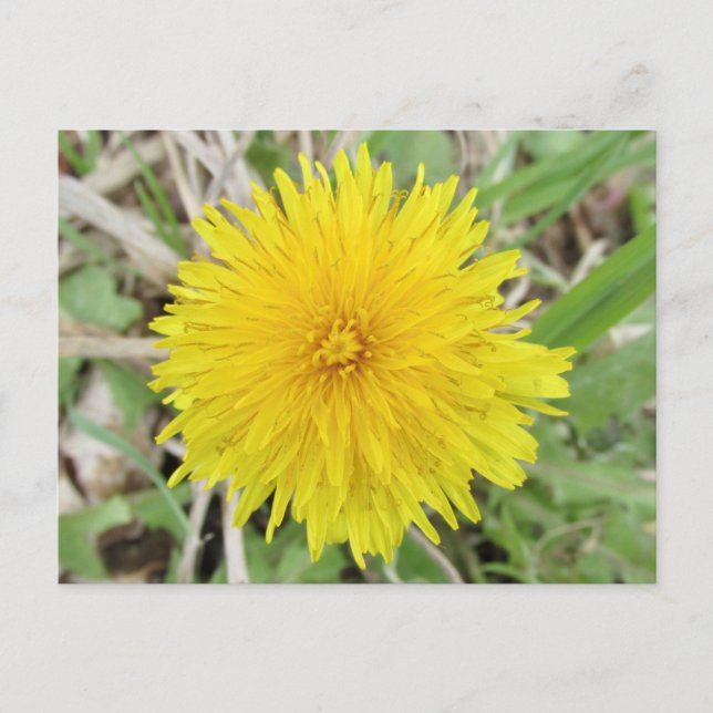 Proud Dandelion Flower. Postcard (Front)