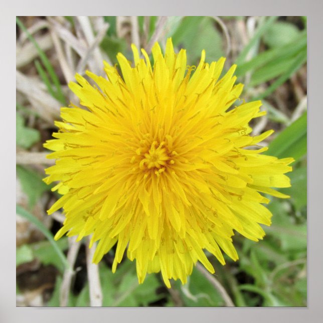 Proud Dandelion Flower. Poster (Front)