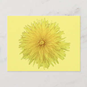 Proud Dandelion Flower - transparent. Postcard