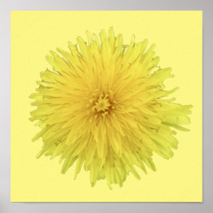Proud Dandelion Flower - transparent. Poster