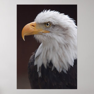 Proud Eagle Print