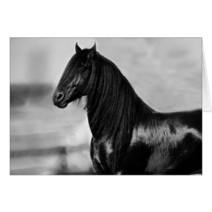 Proud Friesian black stallion horse