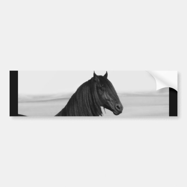 Proud Friesian black stallion horse Bumper Sticker (Front)