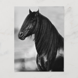 Proud Friesian black stallion horse Postcard