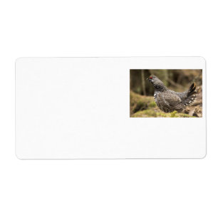 Proud Grouse