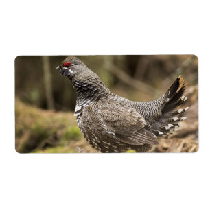 Proud Grouse