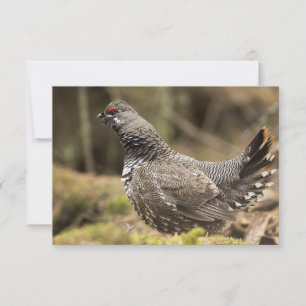 Proud Grouse