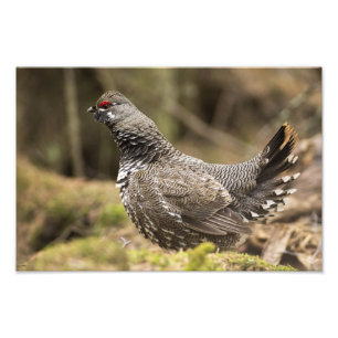Proud Grouse Photo Print