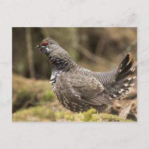 Proud Grouse Postcard