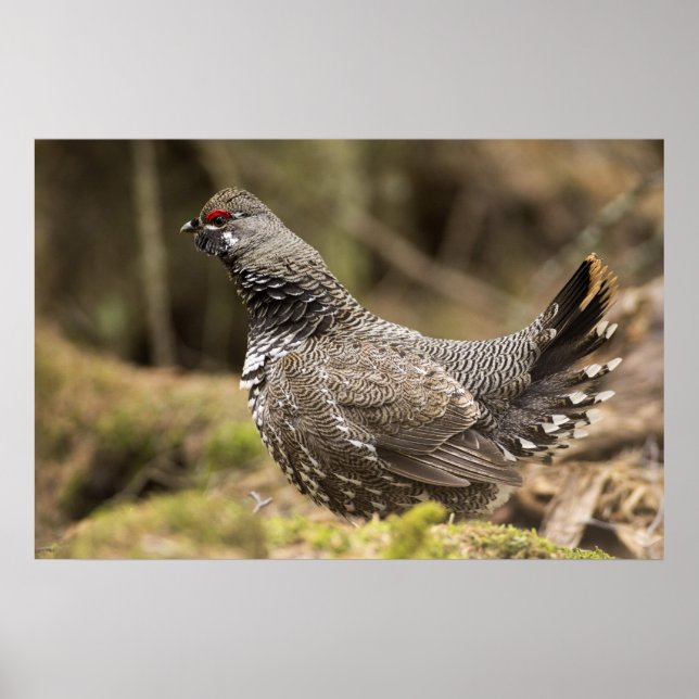 Proud Grouse Poster (Front)