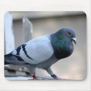 Proud Homing Pigeon Mousepad