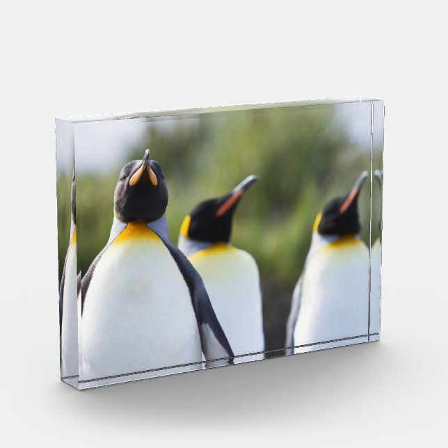 Proud King penguins photo Block (Left)