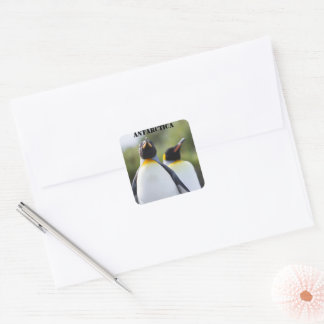 Proud King penguins photo Square Sticker
