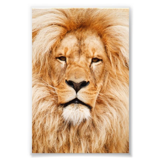 Proud Lion Portrait Photo Print (Front)