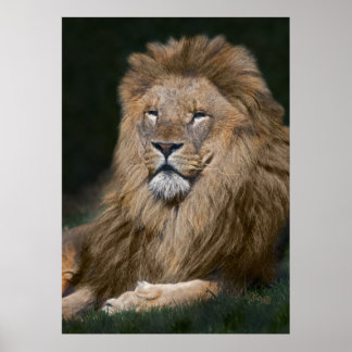 Proud Lion Print