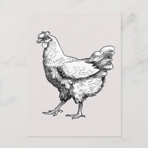 Proud little hen! postcard