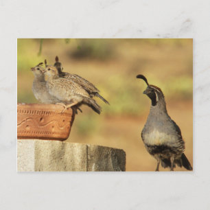 Proud Papa Quail Postcard