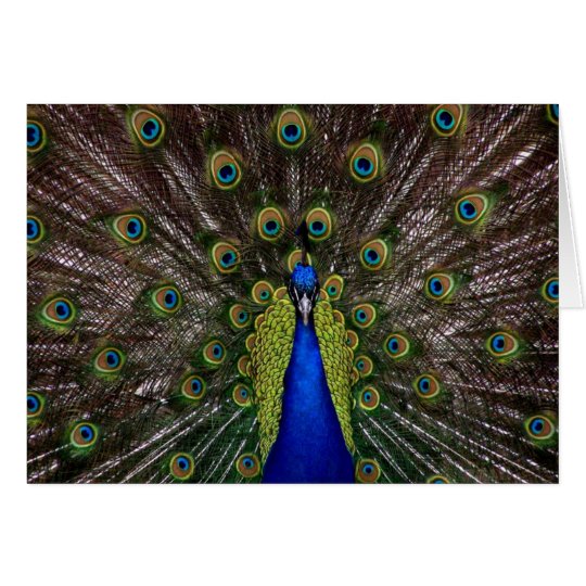Proud Peacock Card