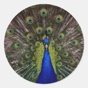 Proud Peacock Classic Round Sticker