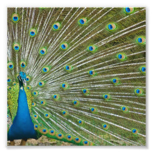 Proud Peacock Feathers Photo Print