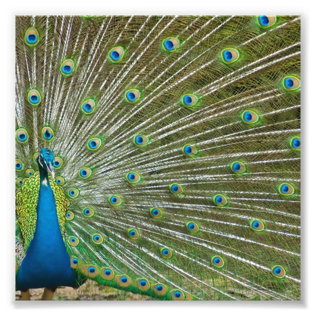 Proud Peacock Feathers Photo Print (Front)
