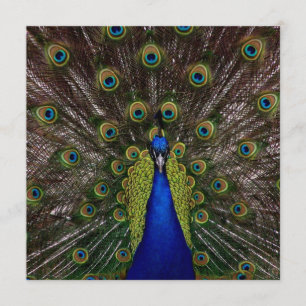 Proud Peacock GRADUATION Invitation