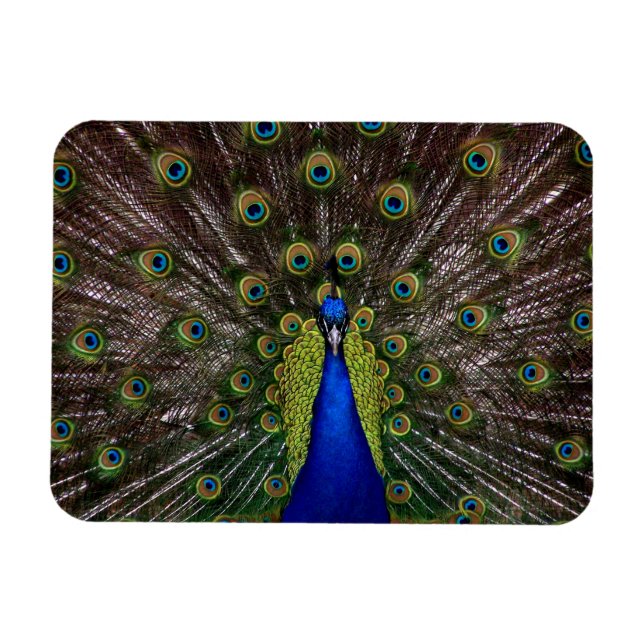 Proud Peacock magnet (Horizontal)