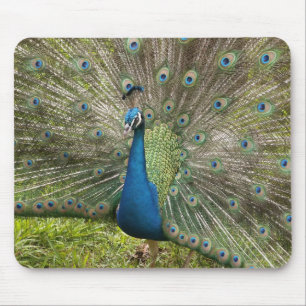 Proud Peacock Mouse Mat