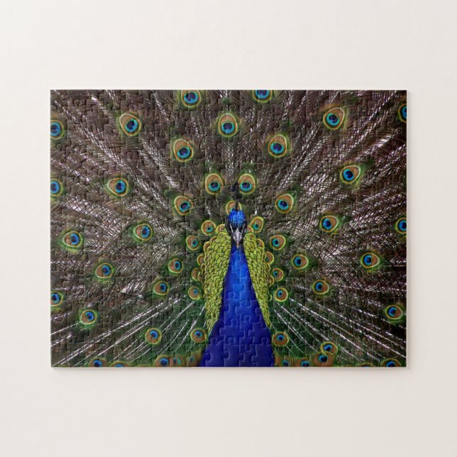 Proud Peacock photo puzzle (Horizontal)