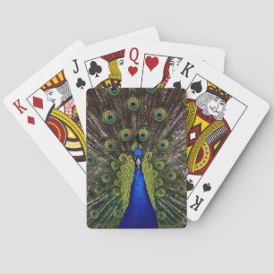 Proud Peacock playing cards