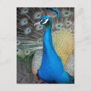 Proud Peacock Postcard