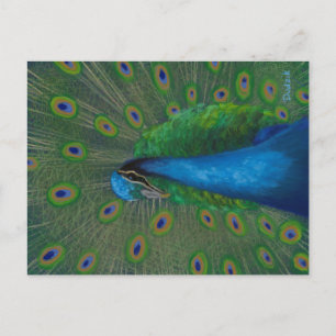 Proud Peacock Postcard