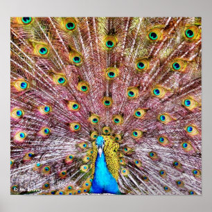 Proud Peacock Poster or Print