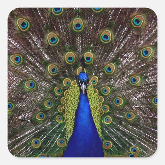 Proud Peacock stickers (Front)