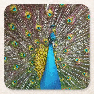 Proud Peacock with Royal Plumage on Display Square Paper Coaster
