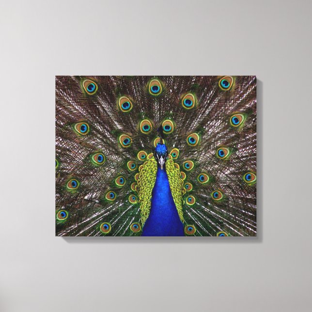 Proud Peaqcock canvas print (Front)