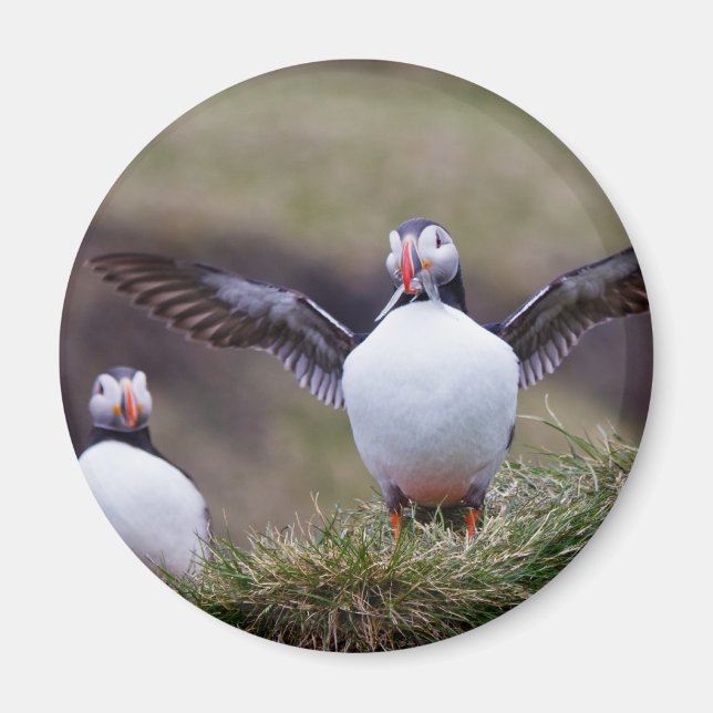 Proud Puffin Magnet (Front)
