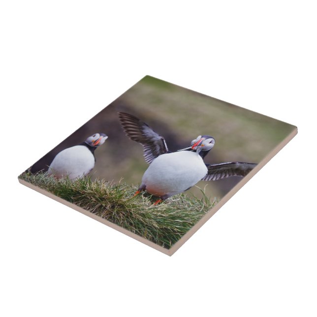 Proud Puffin Tile (Side)