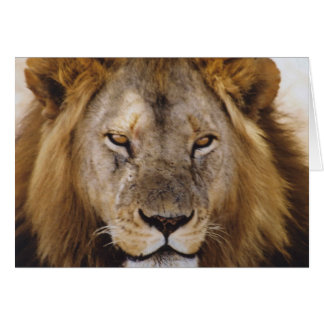 Proud Simba - Serengeti