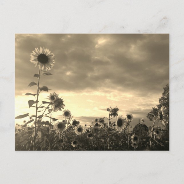 Proud Sunflower at Sunset - Postcard (Front)