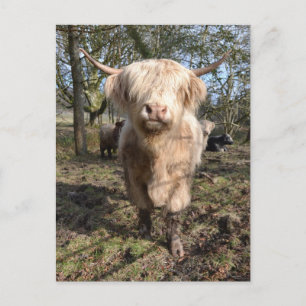 Proud to be Scottish Postcard