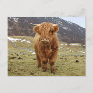 Proud to be Scottish! Postcard