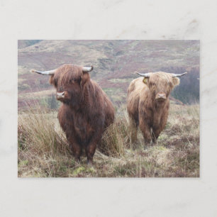 Proud to be Scottish! Postcard