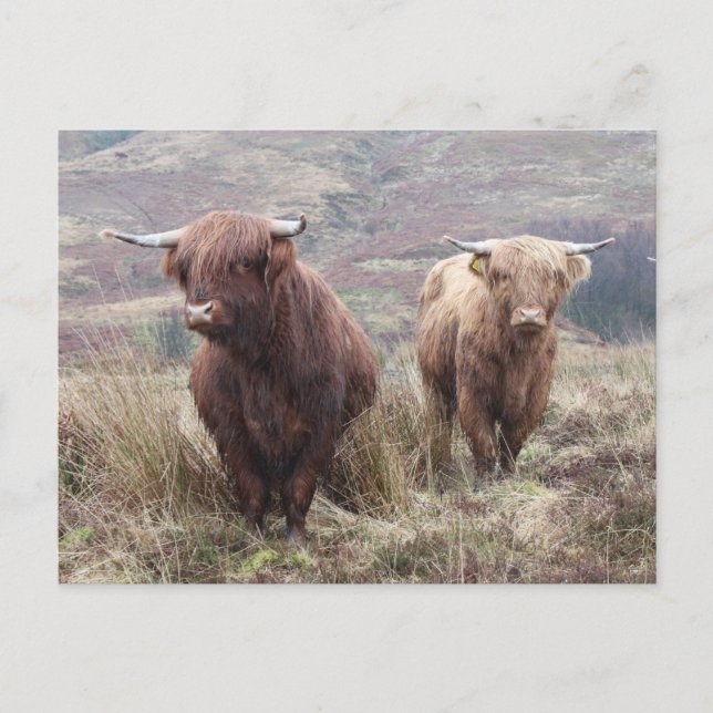 Proud to be Scottish! Postcard (Front)