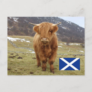 Proud to be Scottish! Postcard