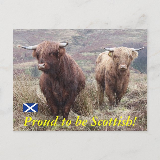 Proud to be Scottish! Postcard (Front)