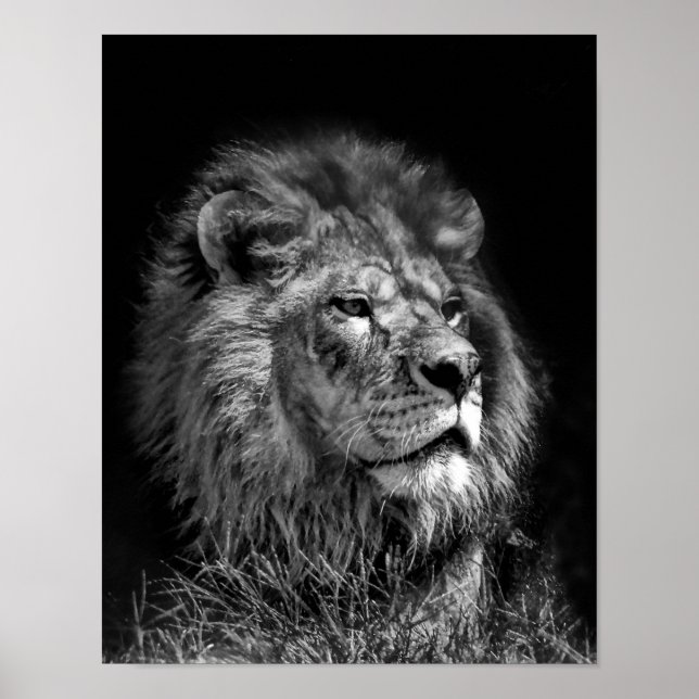 Proud Young Lion Poster (Front)